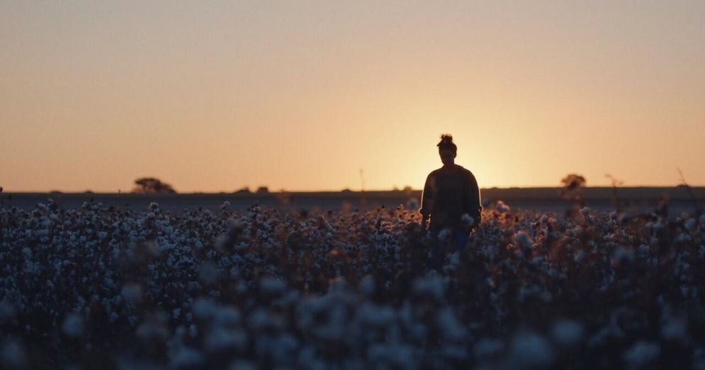 cotton field